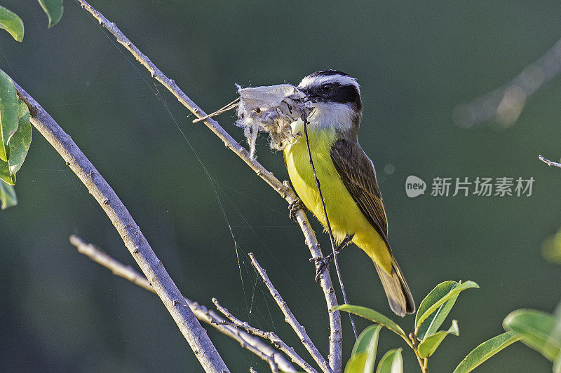 大燕雀(Pitangus suluratus)是一种雀形目鸟类。巴西潘塔纳尔湿地之类。